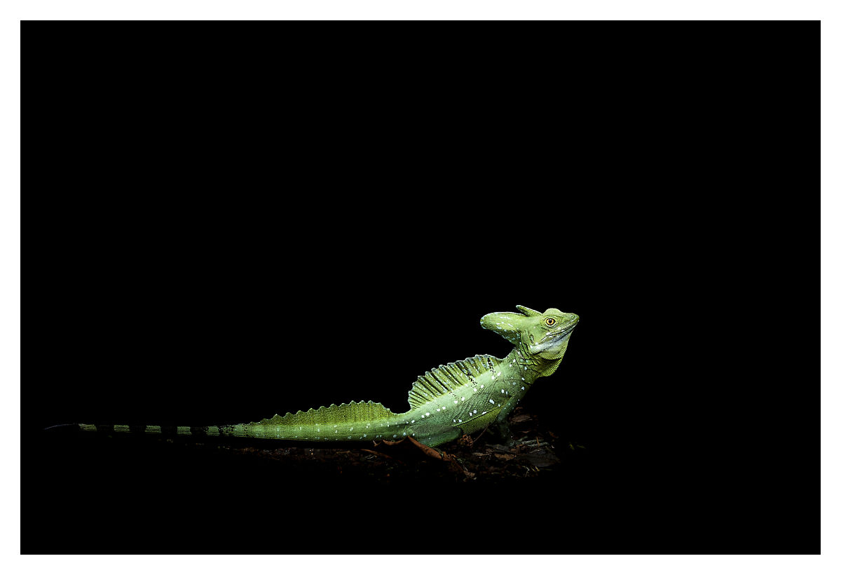 Basilic vert